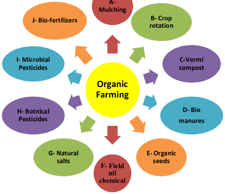 Steps-involved-in-organic-farming-synchronizedA-J-pineapple-pomegranate-and-vegetables